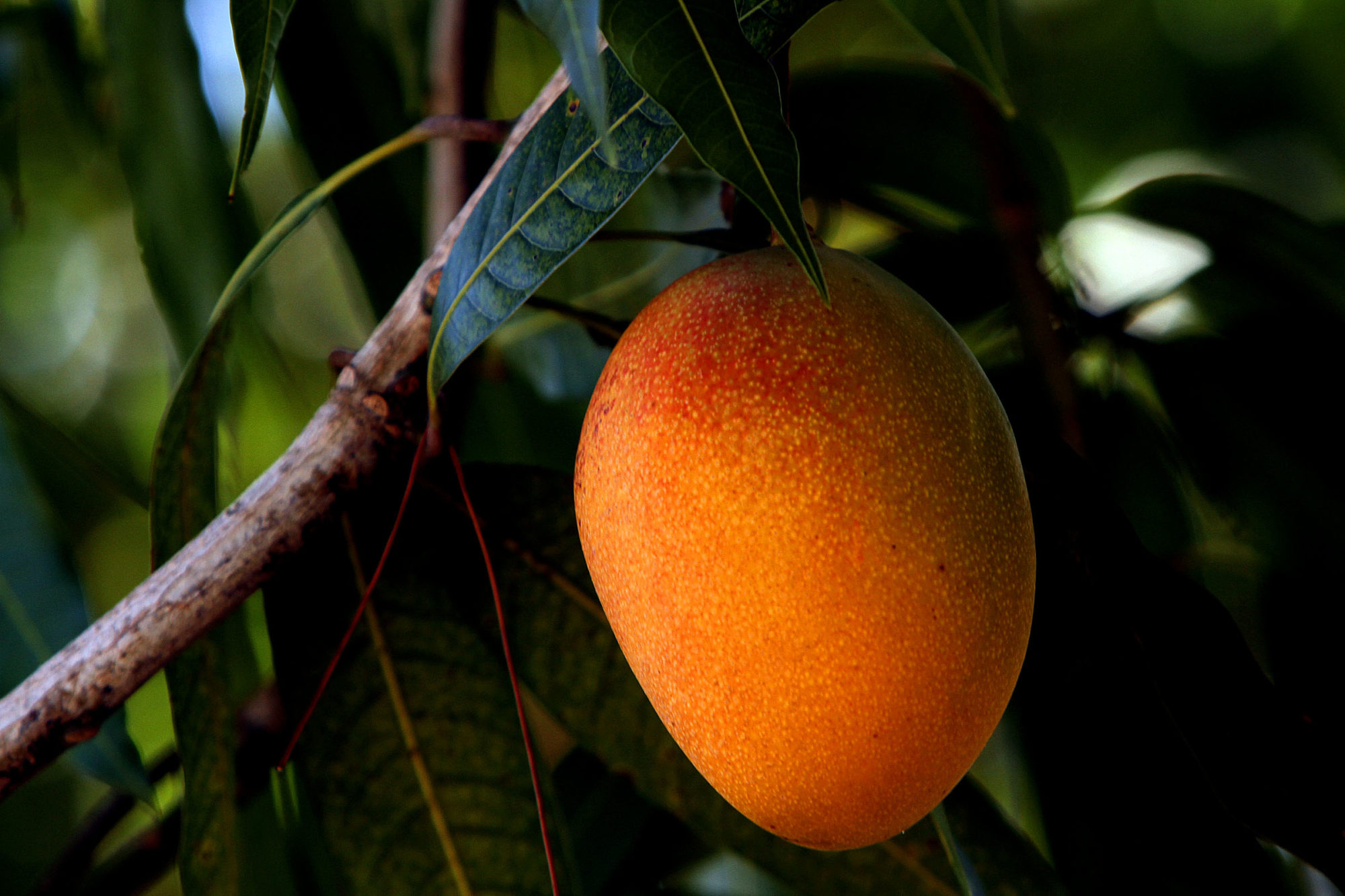 Mangoes La Dona FruitLa Dona Fruit