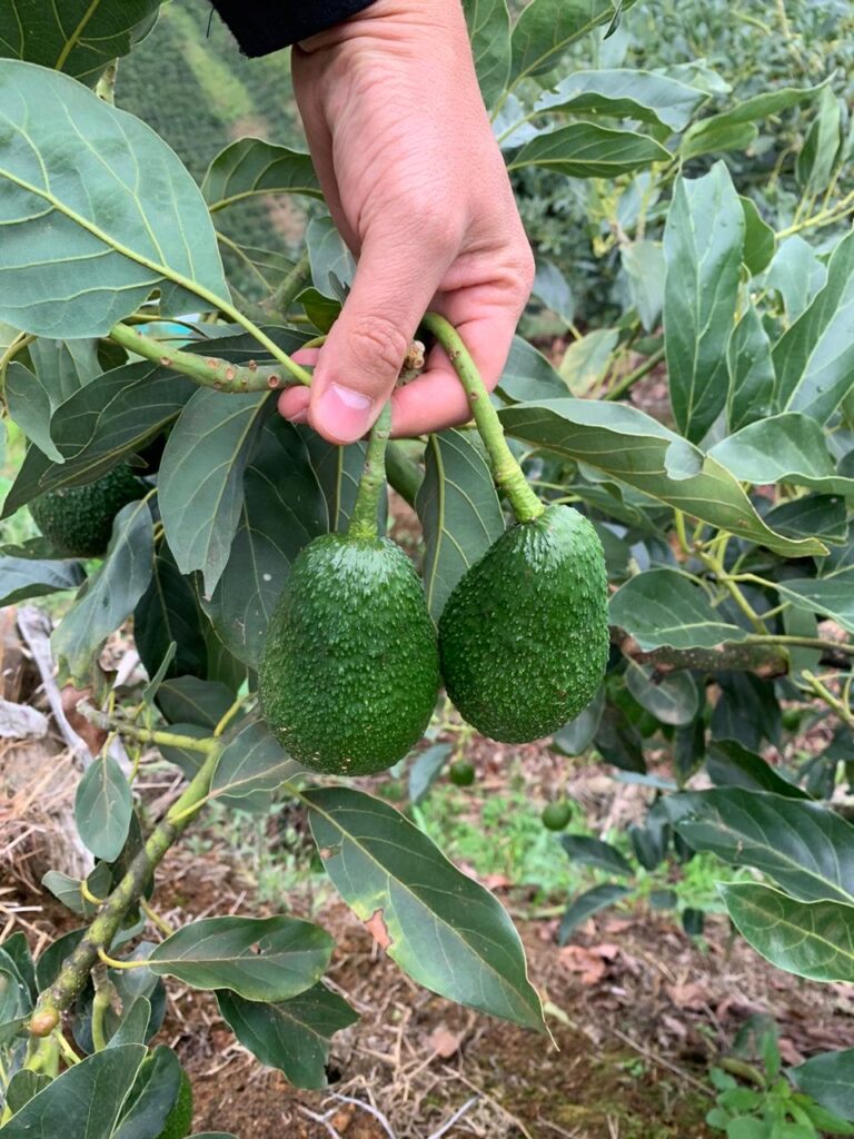 First Hass Avocados Shipped to Europe! - La Dona FruitLa ...