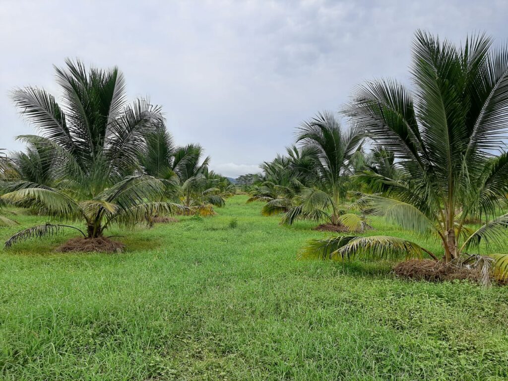 Farm and Land Colombia