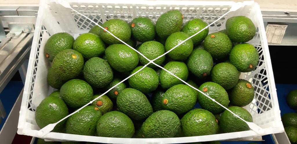 Hass Avocados — Melissas Produce